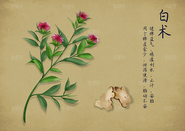 中草药作用与功效介绍插画