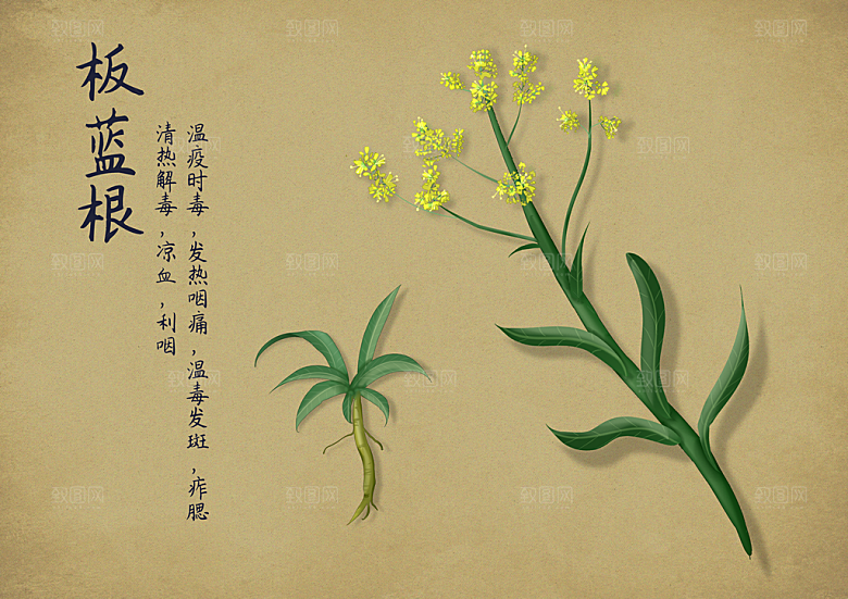 中草药作用与功效介绍插画