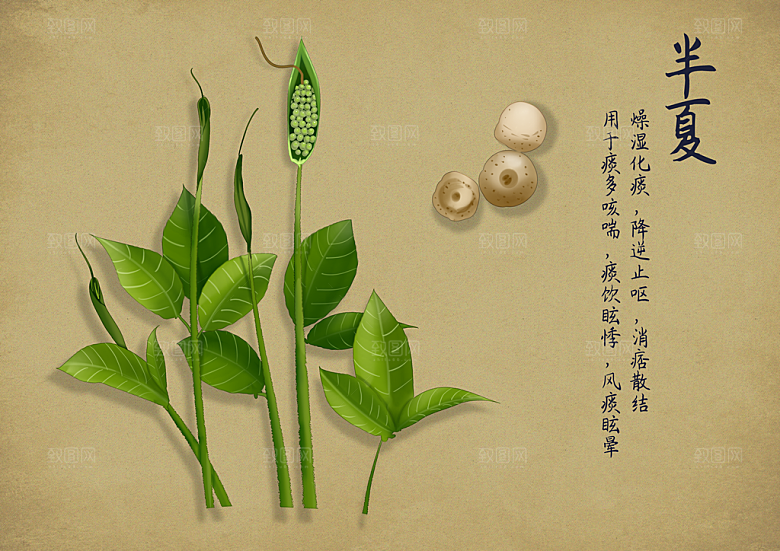 中草药作用与功效介绍插画