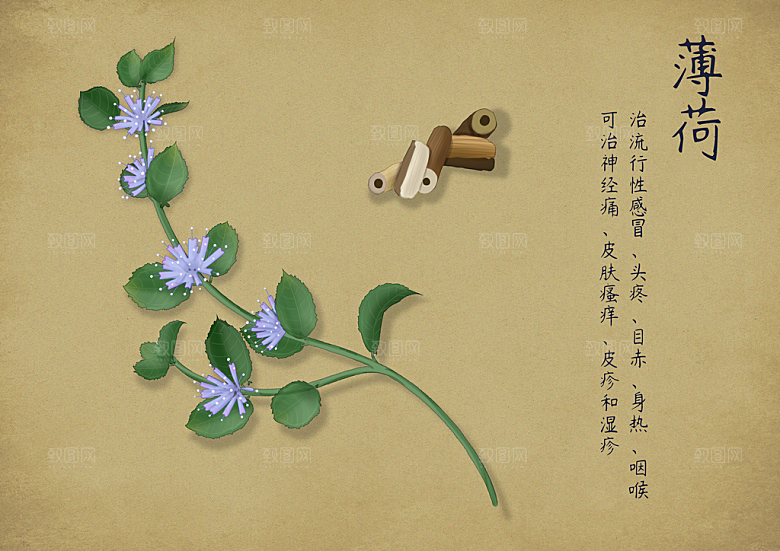 中草药作用与功效介绍插画