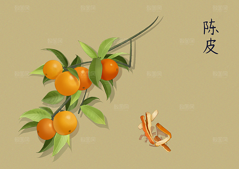 中草药作用与功效介绍插画