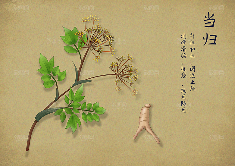 中草药作用与功效介绍插画