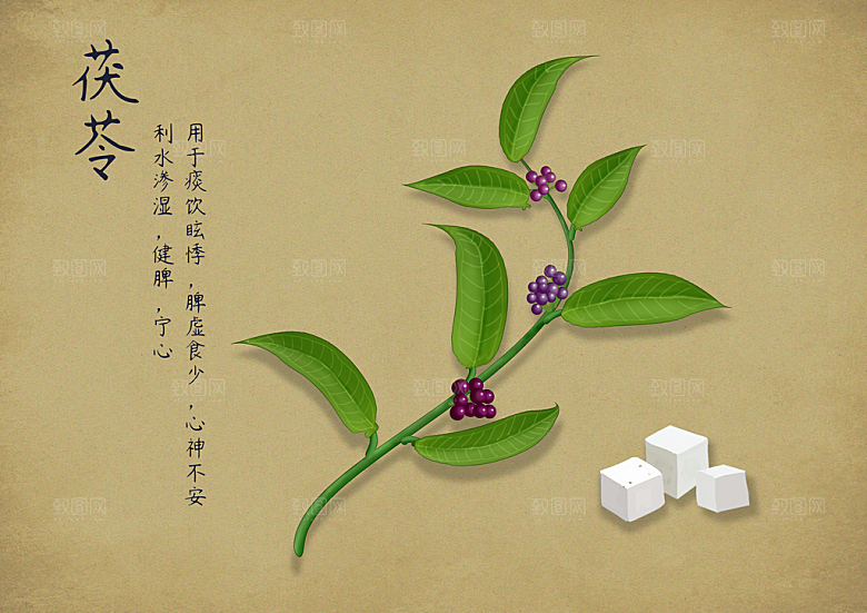 中草药作用与功效介绍插画