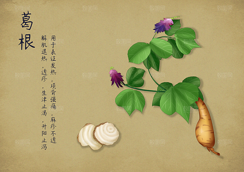 中草药作用与功效介绍插画