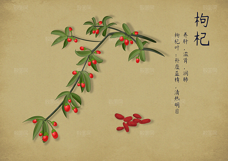 中草药作用与功效介绍插画