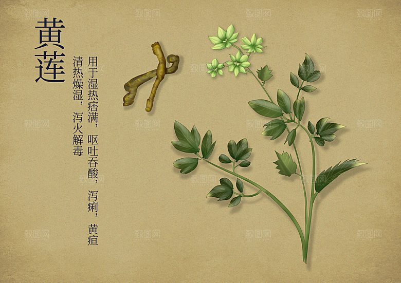 中草药作用与功效介绍插画