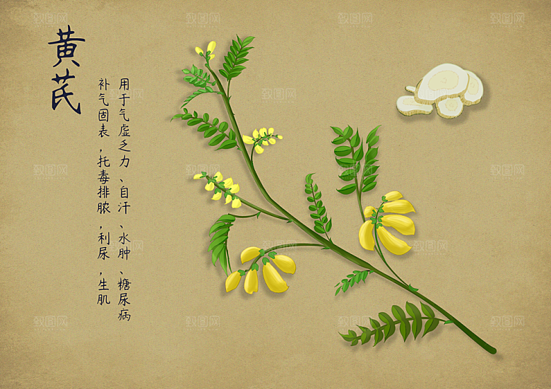 中草药作用与功效介绍插画