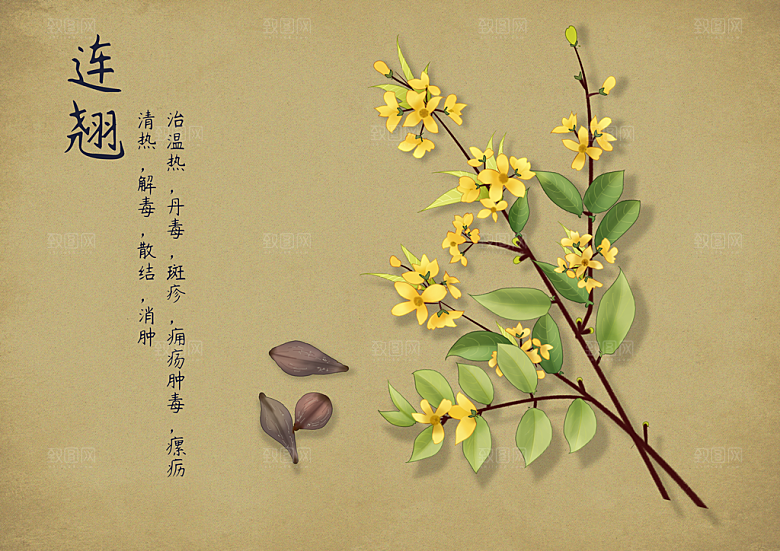 中草药作用与功效介绍插画