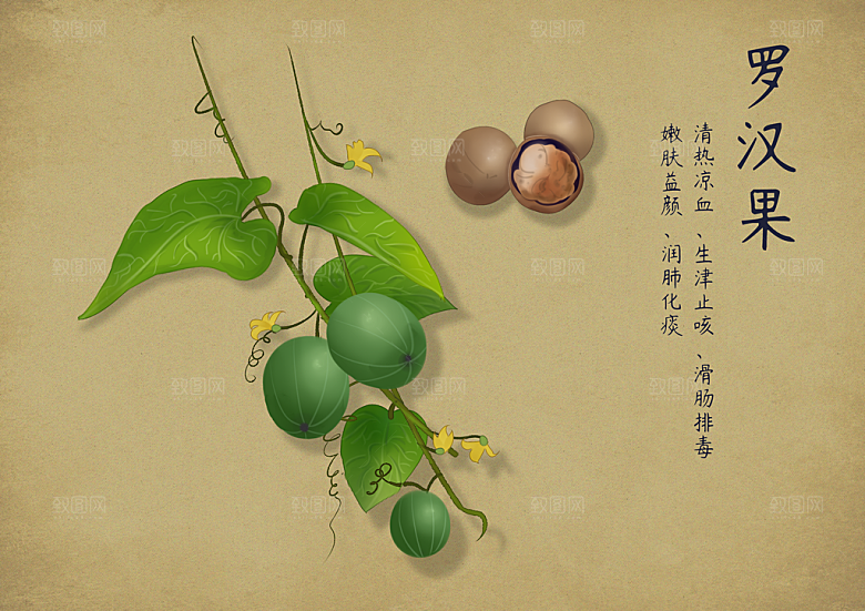 中草药作用与功效介绍插画