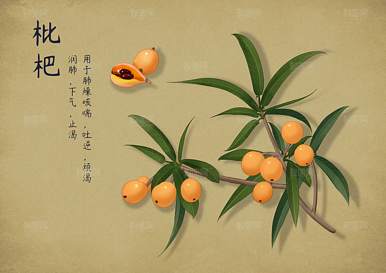 中草药作用与功效介绍插画