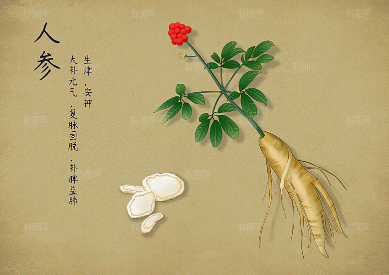中草药作用与功效介绍插画