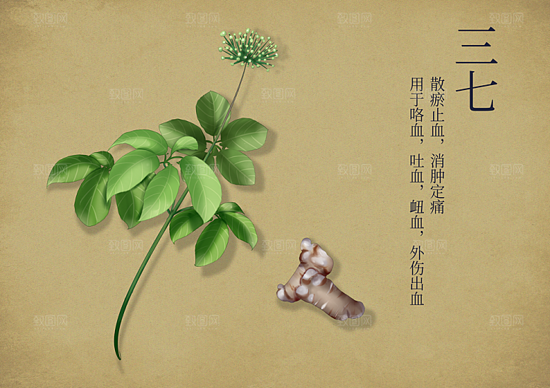 中草药作用与功效介绍插画