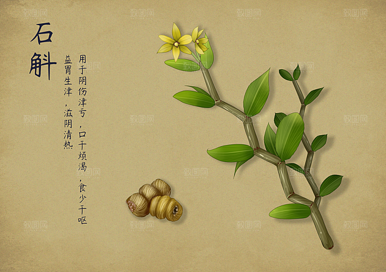 中草药作用与功效介绍插画