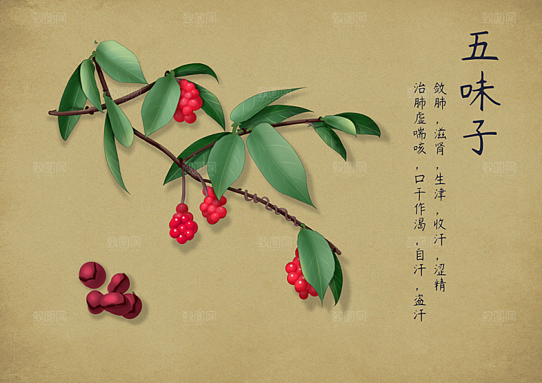 中草药作用与功效介绍插画