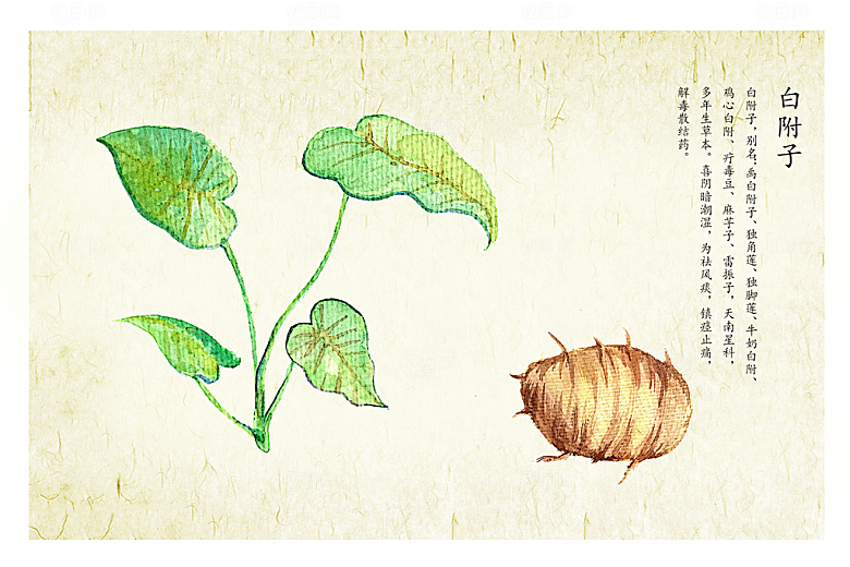 中草药作用与功效介绍插画