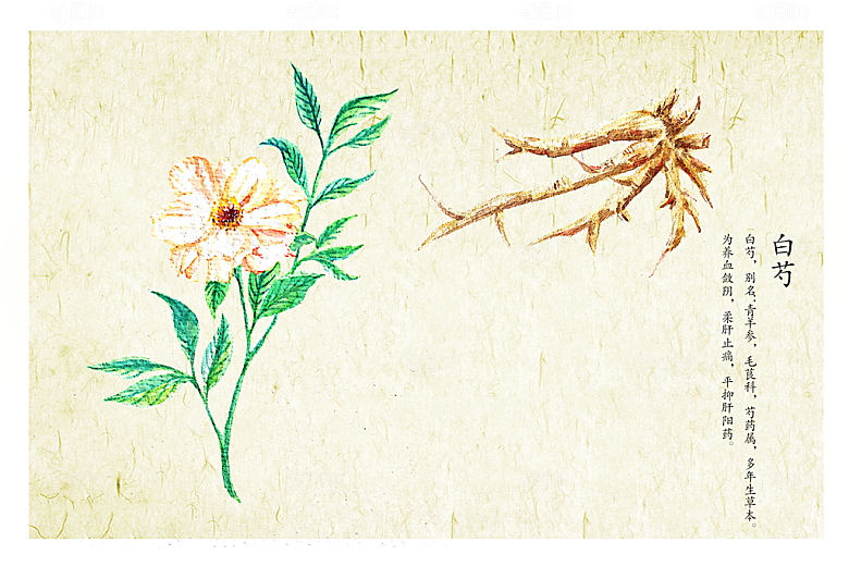 中草药作用与功效介绍插画