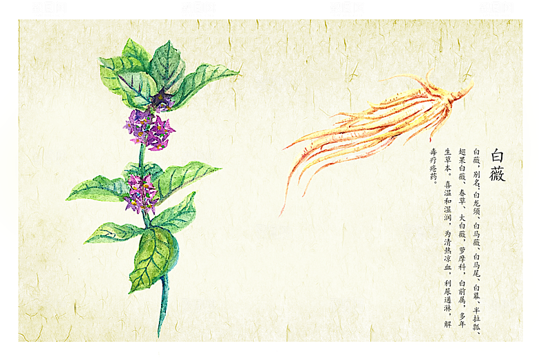 中草药作用与功效介绍插画