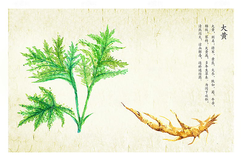 中草药作用与功效介绍插画