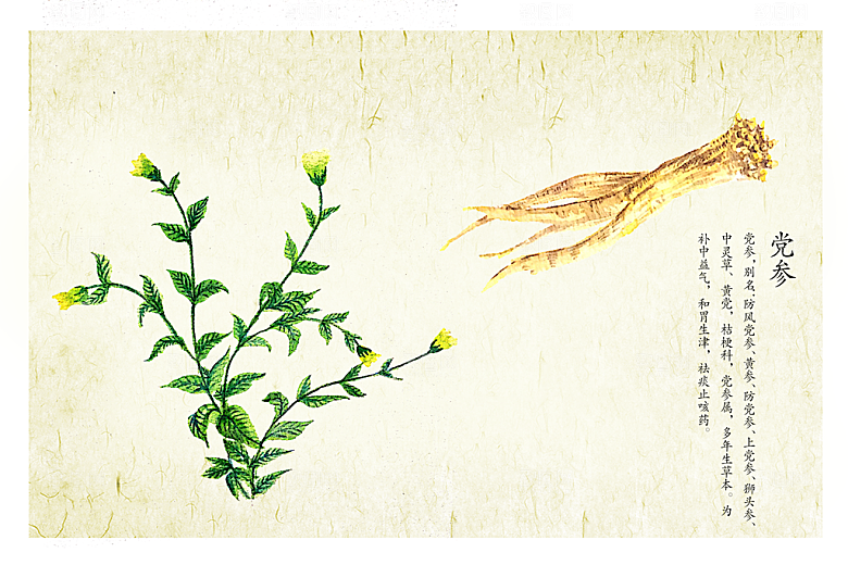 中草药作用与功效介绍插画