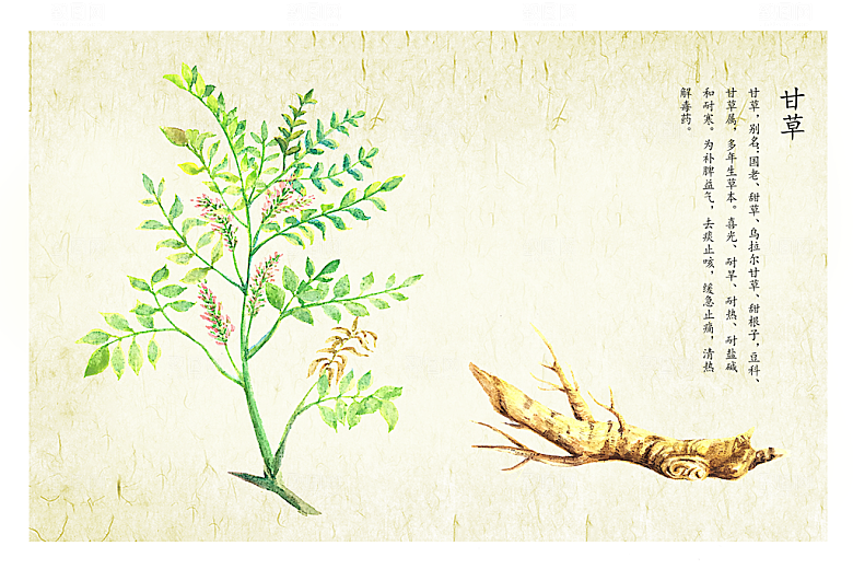 中草药作用与功效介绍插画