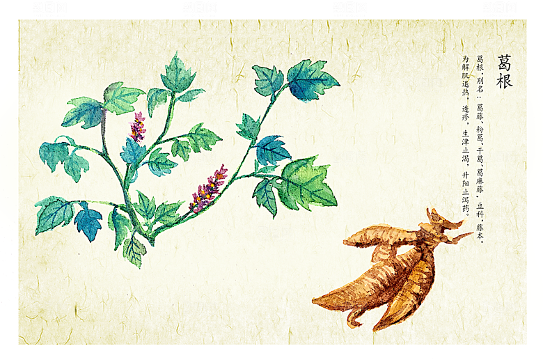 中草药作用与功效介绍插画