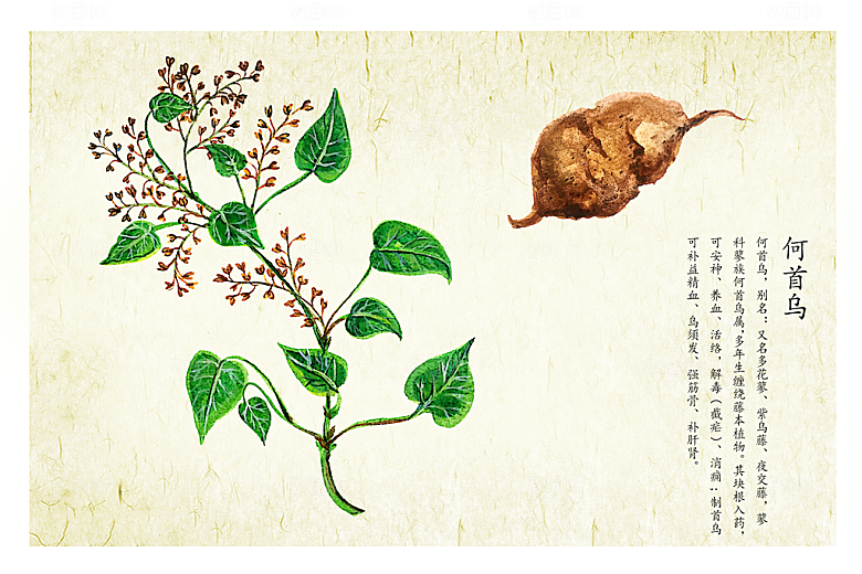中草药作用与功效介绍插画