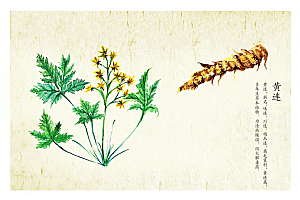 中草药作用与功效介绍插画