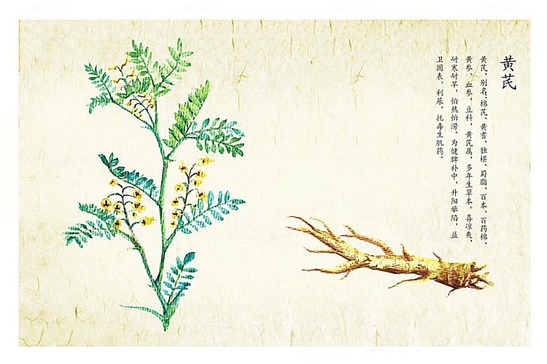 中草药作用与功效介绍插画