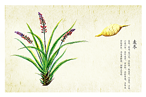 中草药作用与功效介绍插画