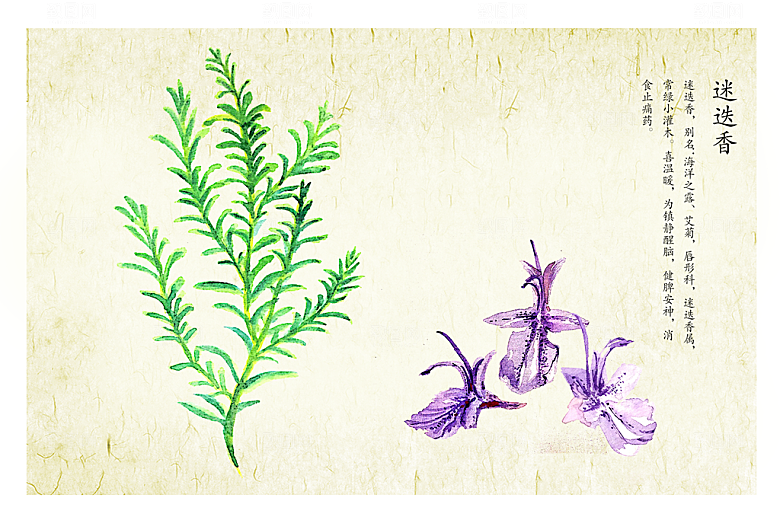 中草药作用与功效介绍插画
