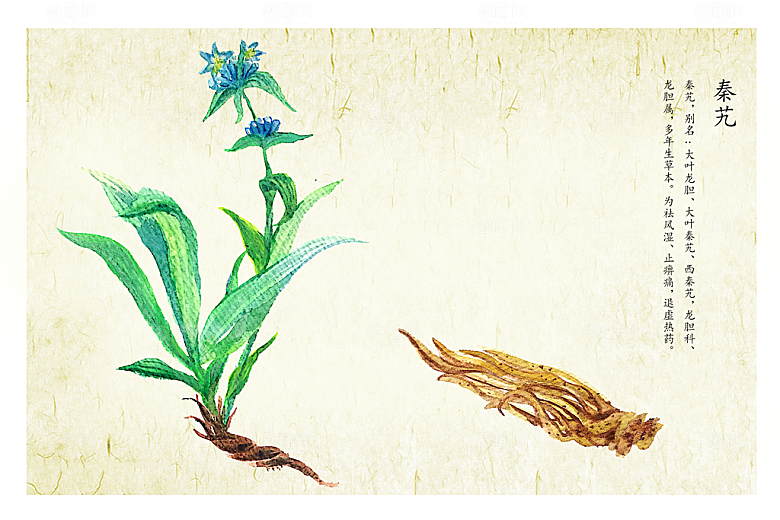 中草药作用与功效介绍插画