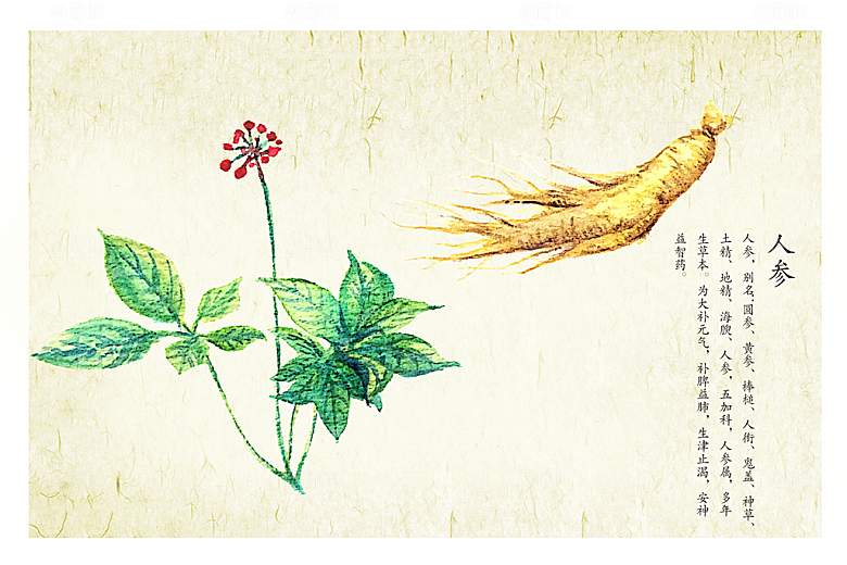 中草药作用与功效介绍插画