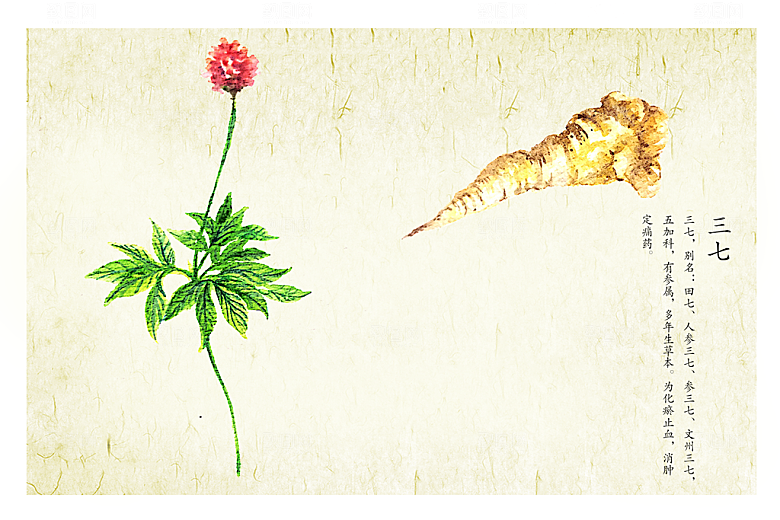 中草药作用与功效介绍插画