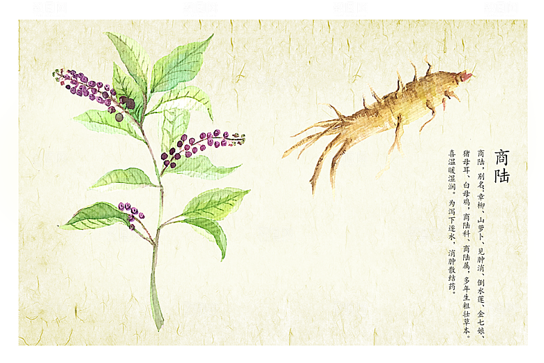 中草药作用与功效介绍插画