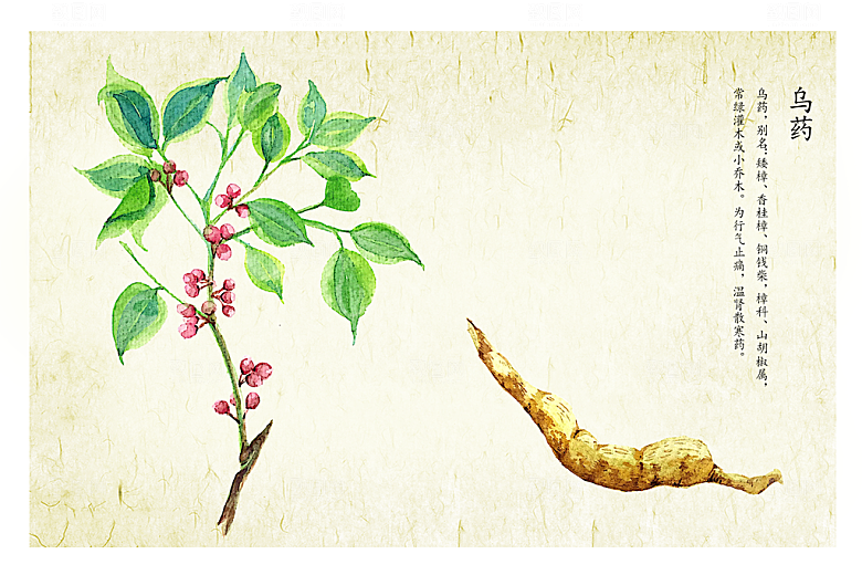 中草药作用与功效介绍插画