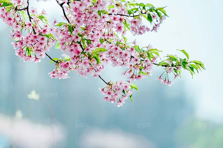 清新古风中国风花草摄影背景图片