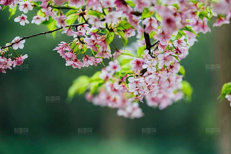 清新古风中国风花草摄影背景图片