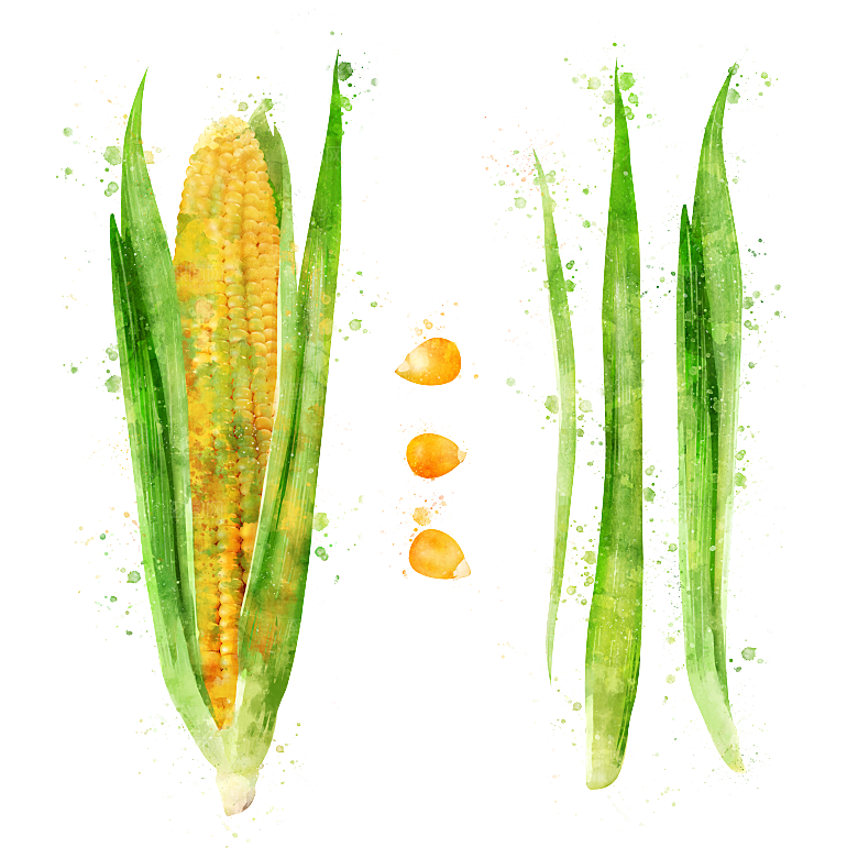 手绘水彩水墨水果蔬菜美食餐饮插画PNG免
