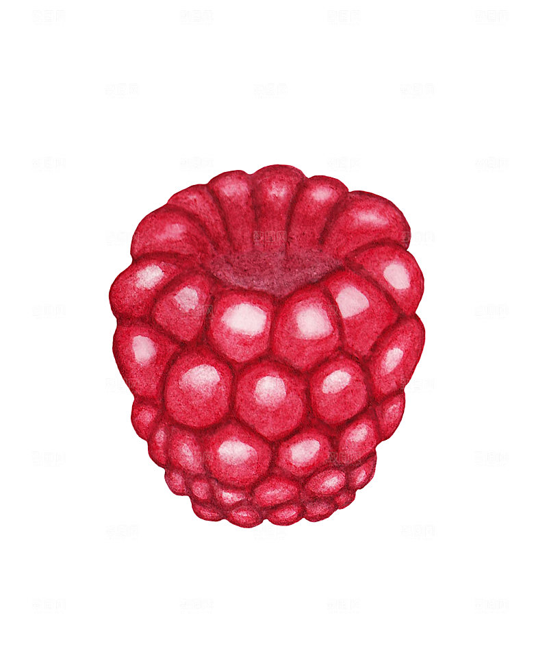 手绘水彩水墨水果蔬菜美食餐饮插画