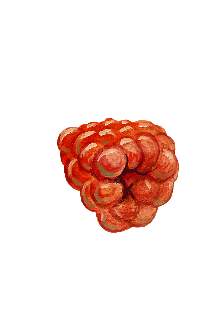 水果蔬菜美食餐饮插画PNG免扣元素