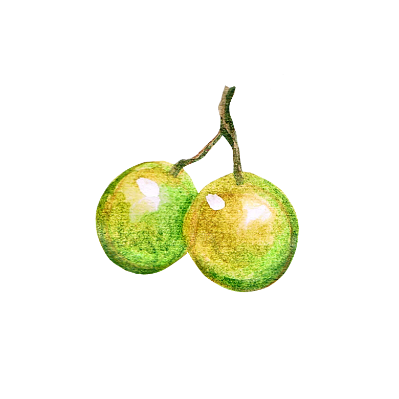 手绘水彩水墨水果蔬菜美食餐饮插画