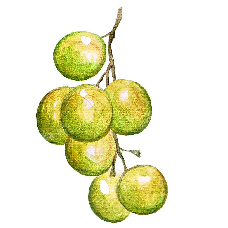 手绘水彩水墨水果蔬菜美食餐饮插画