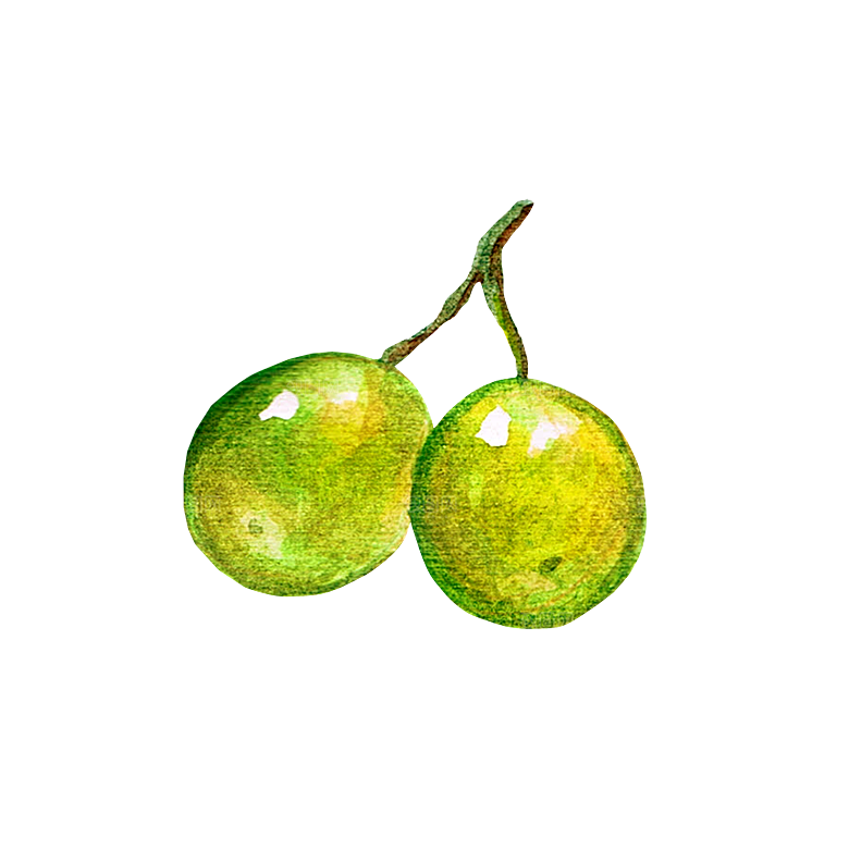 手绘水彩水墨水果蔬菜美食餐饮插画