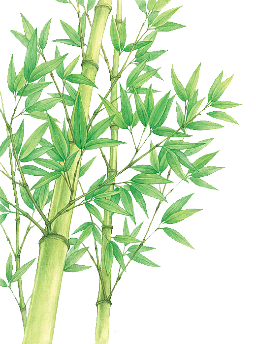 中国风卡通手绘绿色竹子水墨竹叶竹节