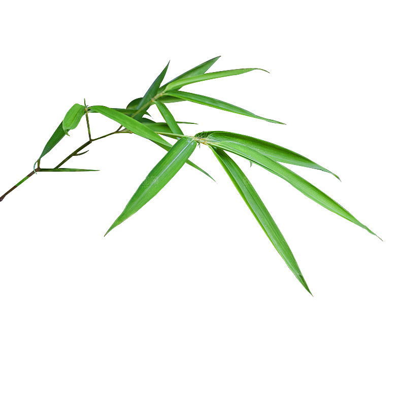 中国风卡通手绘绿色竹子水墨竹叶竹节