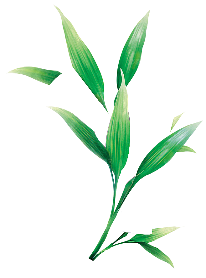 中国风卡通手绘绿色竹子水墨竹叶竹节