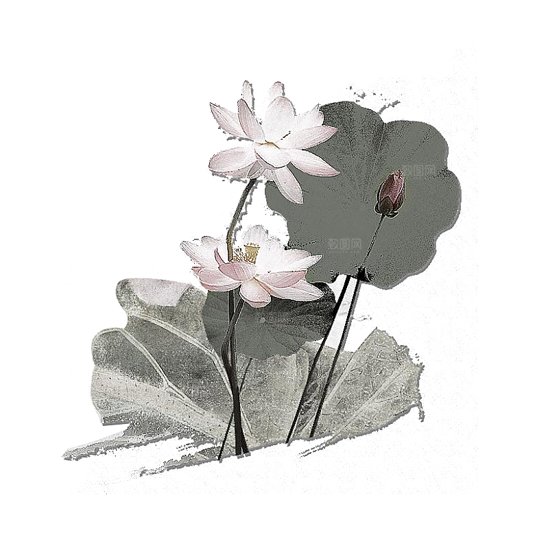 中国风水墨荷花莲花插图清新手绘荷花莲花