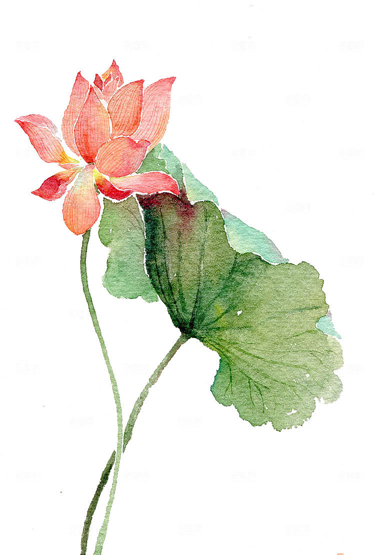 中国风水墨荷花莲花插图清新手绘荷花莲花