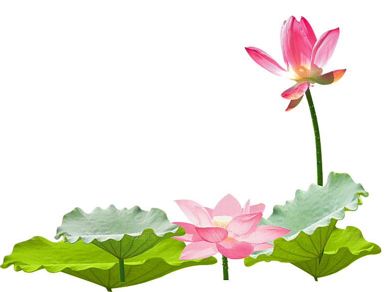 中国风水墨荷花莲花插图清新手绘荷花莲花