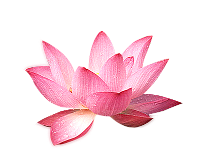 中国风水墨荷花莲花插图清新手绘荷花莲花